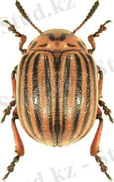 http://www.biol.uni.wroc.pl/cassidae/European%20Chrysomelidae/Iconography/Leptinotarsa%20decemlineata.jpg