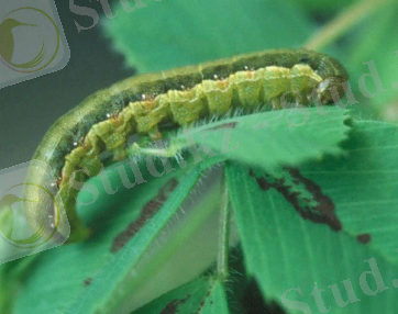 жер үсті көбелек.jpg