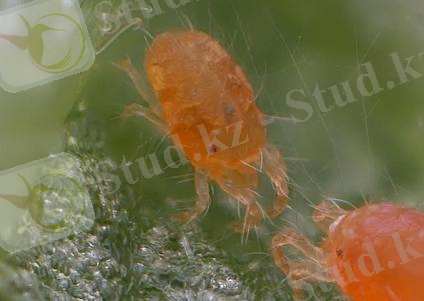 кәдәмгі кене.jpg