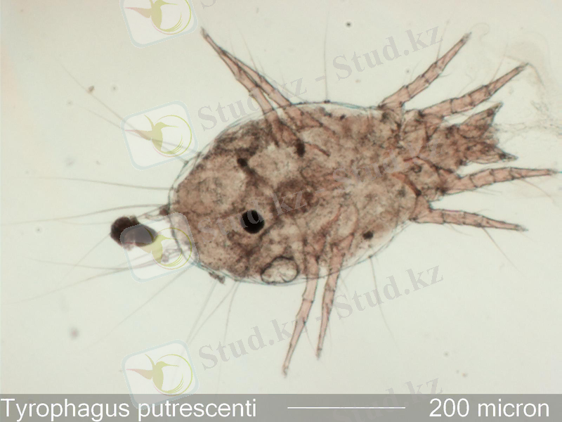 http://www.microlabgallery.com/gallery/images/MiteT%20putrescentiae%201.jpg