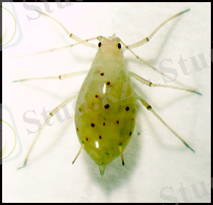 http://gdavis.blogs.brynmawr.edu/files/2013/08/asexaphid3.png