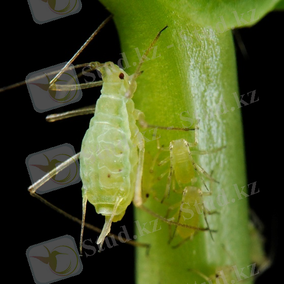 https://upload.wikimedia.org/wikipedia/commons/2/20/Acyrthosiphon_pisum_(pea_aphid)-PLoS.jpg