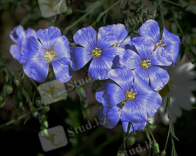 Flax flowers.jpg