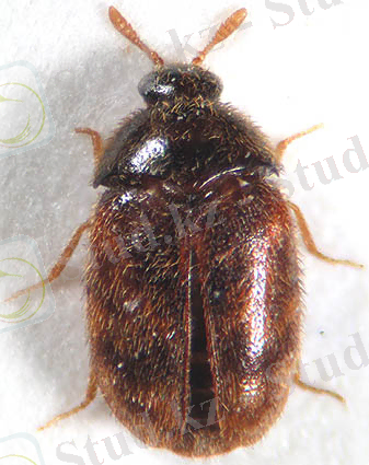 http://www.dermestidae.com/Trogodermagranariumm.jpg