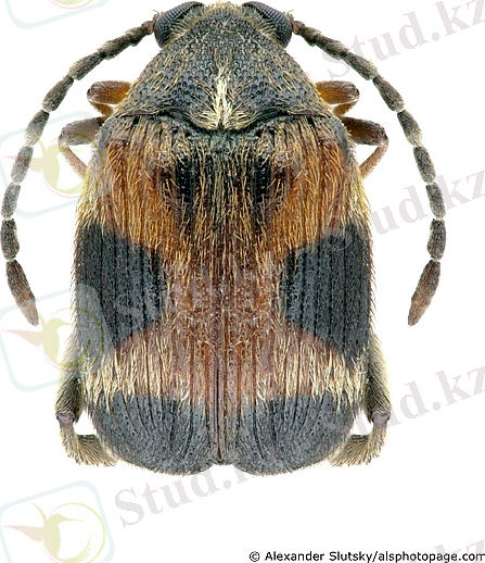 http://www.zin.ru/animalia/coleoptera/images/foto2/Callosobruchus_maculatus_sl.jpg