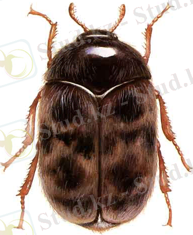https://upload.wikimedia.org/wikipedia/commons/f/fc/Khapra_beetle.jpg