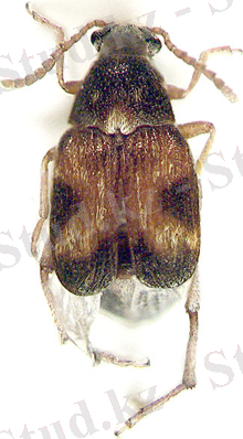 http://cropgenebank.sgrp.cgiar.org/images/management/lentil_smogs/cowpea%20seed%20beetle.png