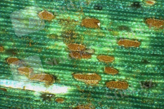 http://www.pflanzenkrankheiten.ch/images/Getreide_Mais/Puccinia_triticina/Gallerie/becssg_images/g_puccinia_triticina_523_348_95.jpg