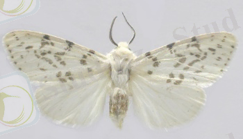 C:\Users\User\Desktop\америк ак коб.jpg