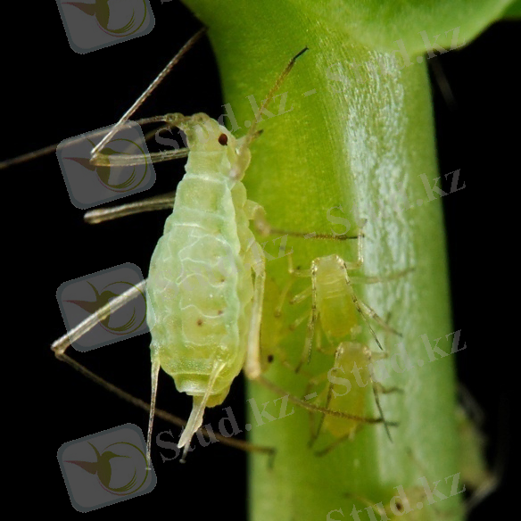 https://upload.wikimedia.org/wikipedia/commons/2/20/Acyrthosiphon_pisum_%28pea_aphid%29-PLoS.jpg