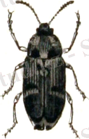 https://upload.wikimedia.org/wikipedia/commons/0/04/Bruchus.pisorum.-.calwer.30.12.jpg