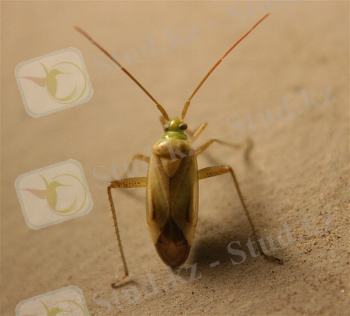 A. lineolatus attracted to a porch light
