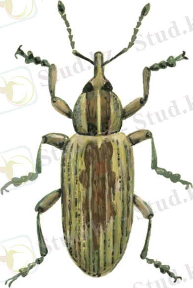 http://scandposters.com/sites/default/files/illustration/images/phytonomus_variabilis_el.jpg