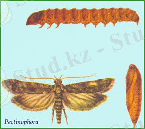 http://www.iaszoology.com/wp-content/uploads/image/insect/Pectnophora.jpg