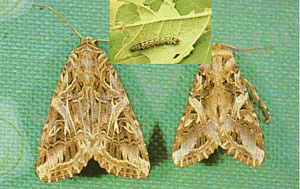 http://www.sevin.ru/invasive/invasion/insects/potential_inv/spodoptera_littoralis.gif