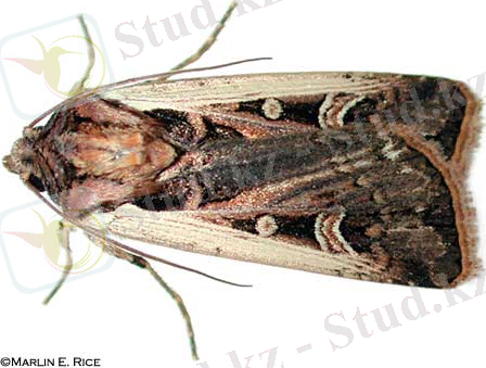 Adult western bean cutworm (Striacosta albicosta, formerly Richia albicosta). (Marlin E. Rice)