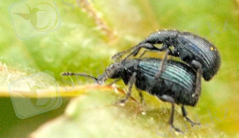 бүлдірген бізт.jpg