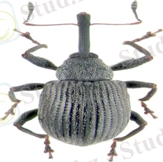 бүлдірген бізтұмсығы.jpg