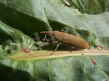 http://upload.wikimedia.org/wikipedia/commons/thumb/b/bf/Curculionidae_M_1.jpg/220px-Curculionidae_M_1.jpg