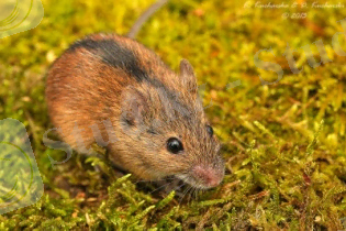 http://fc00.deviantart.net/fs70/f/2013/317/f/5/apodemus_agrarius_by_dark_raptor-d6u2yym.jpg