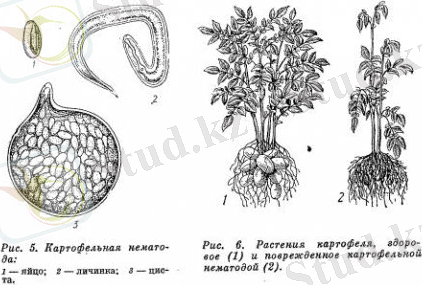 Семейство разнокожие нематоды - Heteroderidae