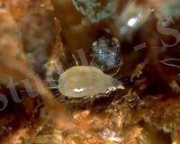 Луковый клещ