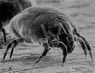 http://upload.wikimedia.org/wikipedia/commons/thumb/e/eb/House_Dust_Mite.jpg/190px-House_Dust_Mite.jpg