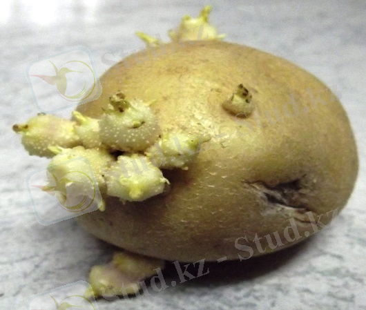 http://4.bp.blogspot.com/-UJACpblfciw/UCT9yvmUU5I/AAAAAAAAAzQ/UAA8B9Nts1c/s1600/Potaoes+tubers+(Solanum+tuberosum).JPG