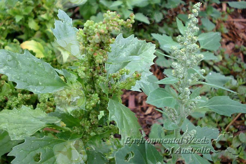http://keyserver.lucidcentral.org/weeds/data/080c0106-040c-4508-8300-0b0a06060e01/media/Images/Chenopodium_album/chenopodium%20album%20and%20chenopodium%20murale3.jpg