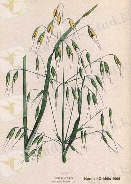 http://wisflora.herbarium.wisc.edu/spec_images/bigphoto/AVEFAT_.jpg