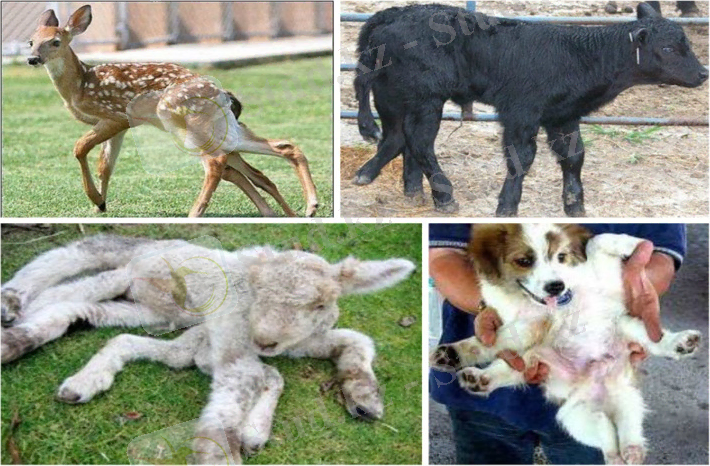 Картинки по запросу пороки развития животных