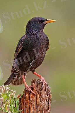 Кәдімгі қараторғай (Sturnus vulgaris)