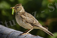 https://upload.wikimedia.org/wikipedia/commons/thumb/d/d8/Alauda_arvensis_2.jpg/220px-Alauda_arvensis_2.jpg