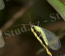 Chrysopa oculata.jpg