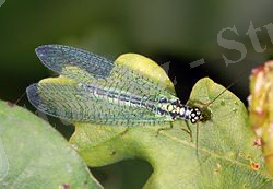 Цһрyсопідае фг02.жпг