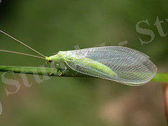 кад алтынк.jpg