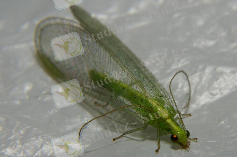 кадимги алтынкоз2.jpg