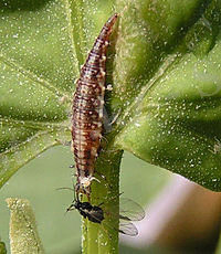 https://upload.wikimedia.org/wikipedia/commons/thumb/e/ee/Chrysoperla_carnea_larva02.jpg/200px-Chrysoperla_carnea_larva02.jpg
