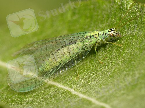 жети нуктели алтынкоз.jpg