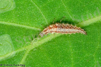 Chrysoperla frisst Blattlaus