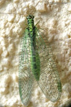 мусинди алтынкоз2.jpg