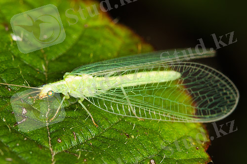 меруерт рен алтынкоз.jpg