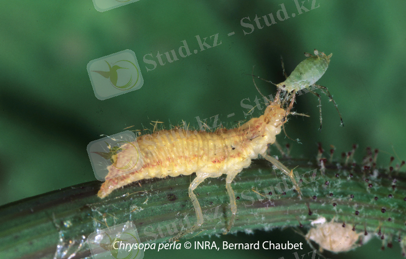 Chrysopa perla : larve