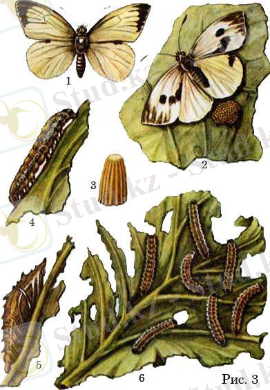 Капустная белянка