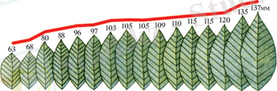 C:\Program Files\Bimash\Biology\html\KARTINKI\130.jpg