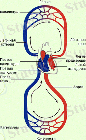 http://900igr.net/datai/okruzhajuschij-mir/Kak-ustroen-organizm-cheloveka/0024-025-Krugi-krovoobraschenija.png
