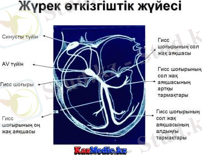 жүректің өткізгіш жүйесі