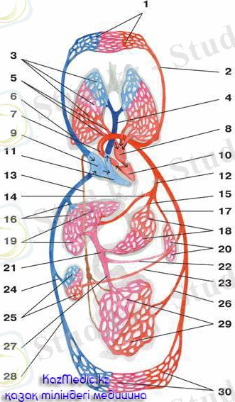 қ&acy;&ncy;&acy;&jcy;&ncy;&acy;&lcy;&ycy;&mcy; &zhcy;ү&jcy;&iecy;&scy;&iukcy;