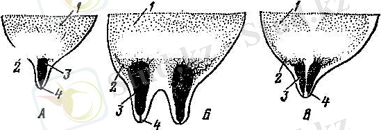 Различие в строении молочных желез у мелких жвачных (Л), коровы (Б)