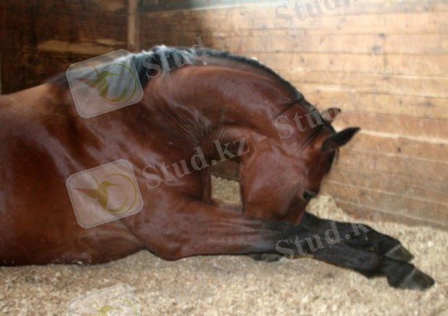 Картинки по запросу ИНФЕКЦИОННАЯ АНЕМИЯ ЛОШАДЕЙ